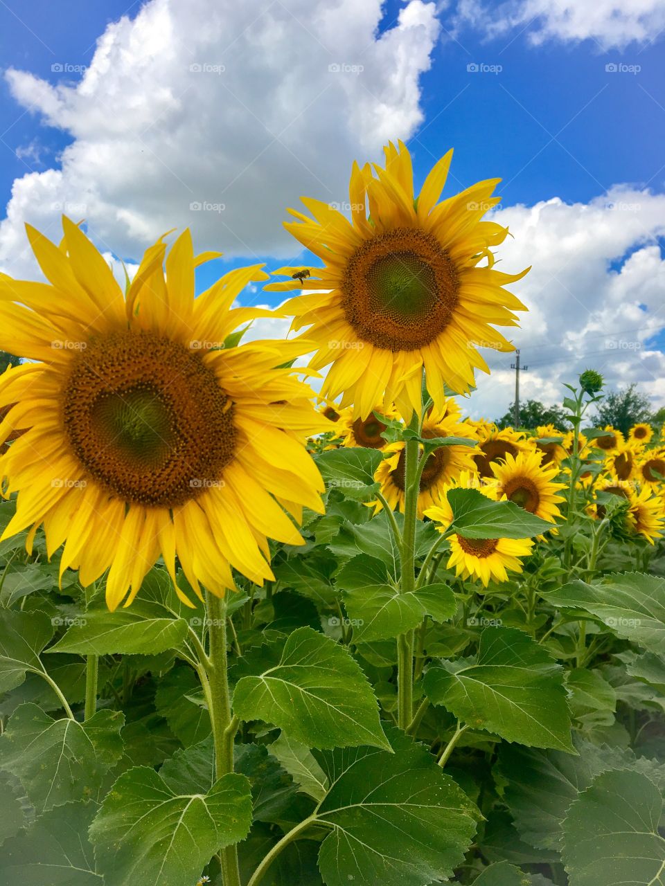 Sunflowers Field 