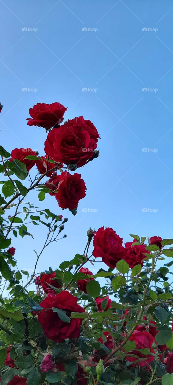 roses