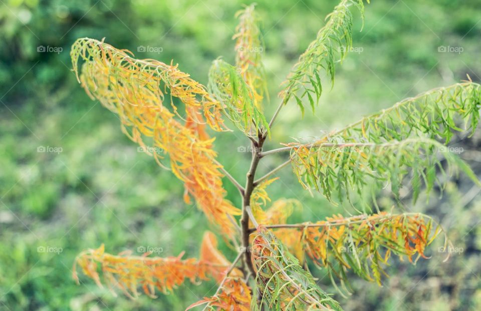 Tiny sumac tree with colorful tender foliage 