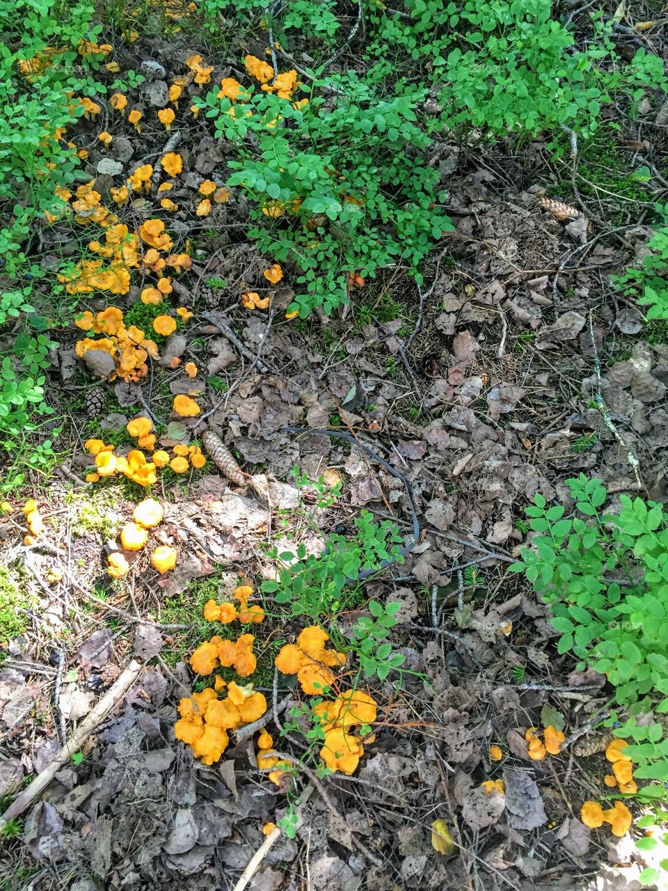 Plenty of orange yellow chanterelles cantharellus cibarius growing in the forest soil 