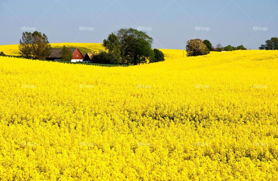 landscape spring field yellow by chrille_b