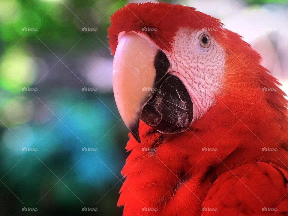 Red parrot 