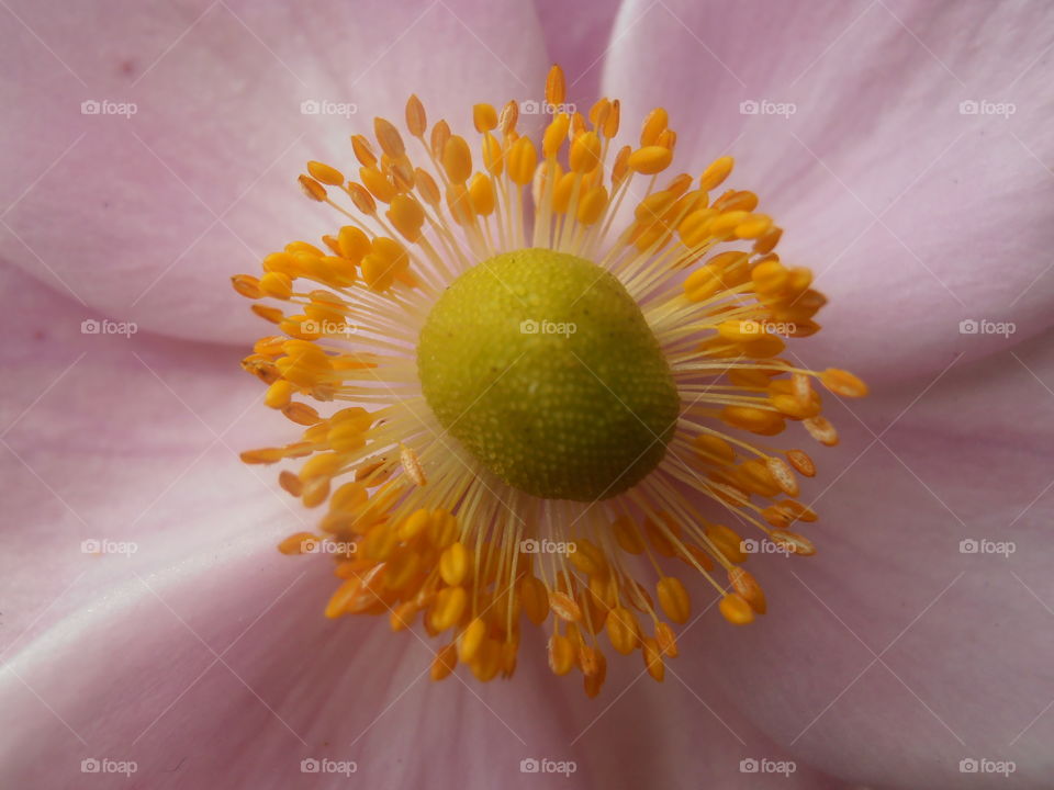 Pink Flower Close Up