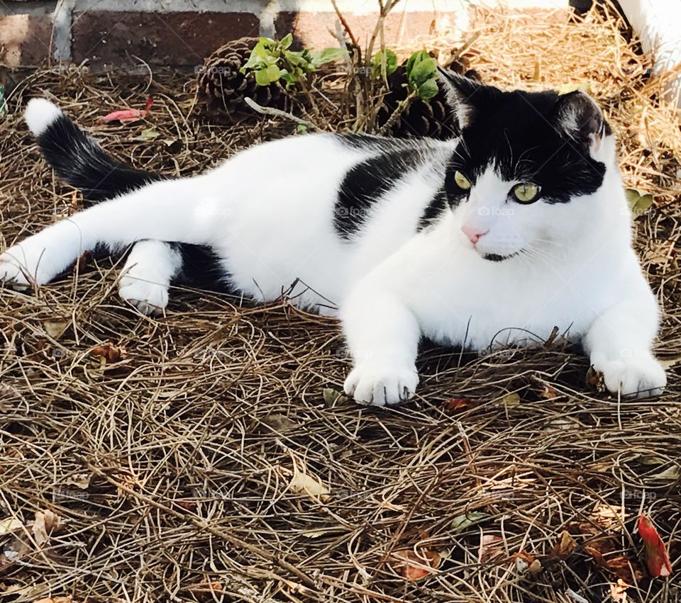 Cat relaxed under tree