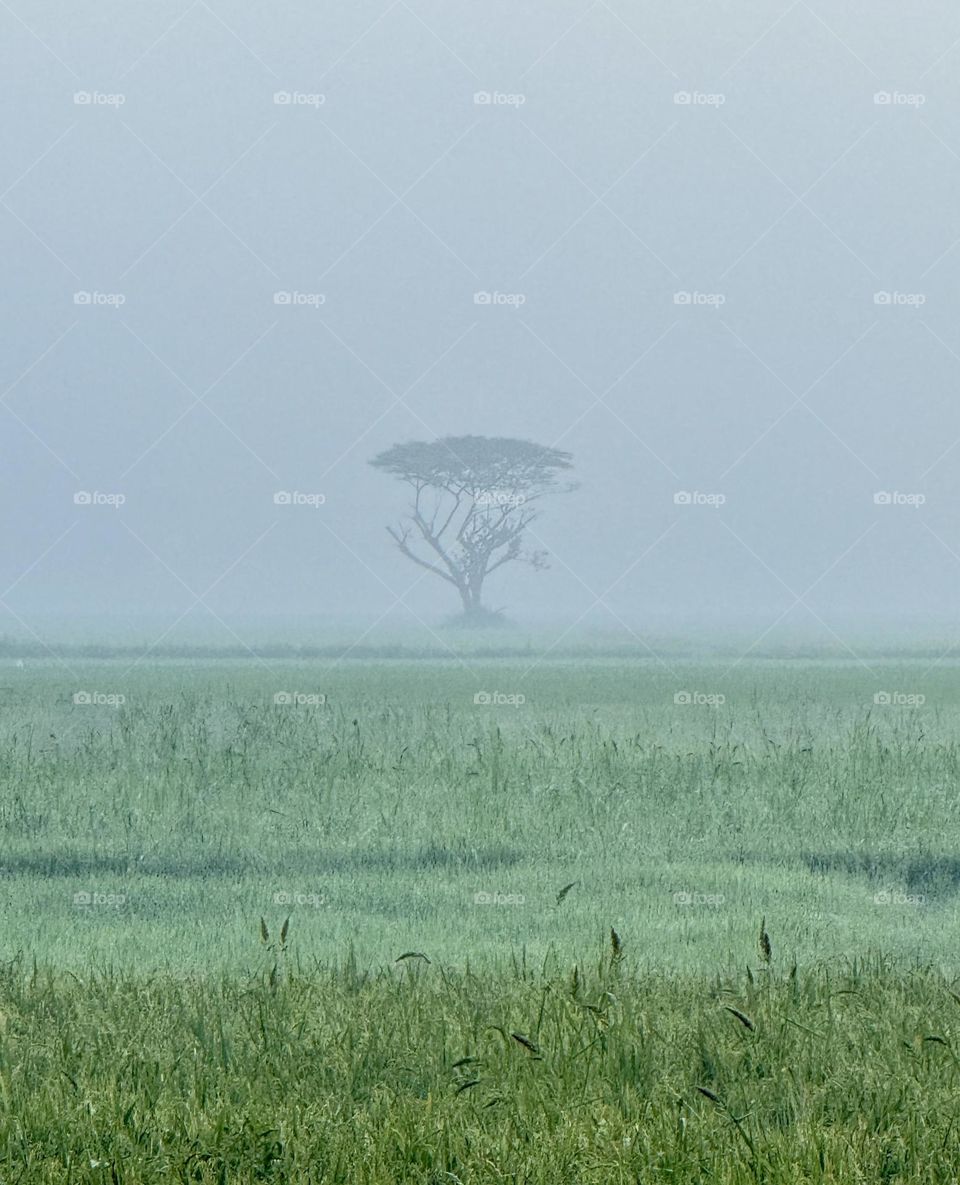 Alone Tree from a distance in Foggy Fields.