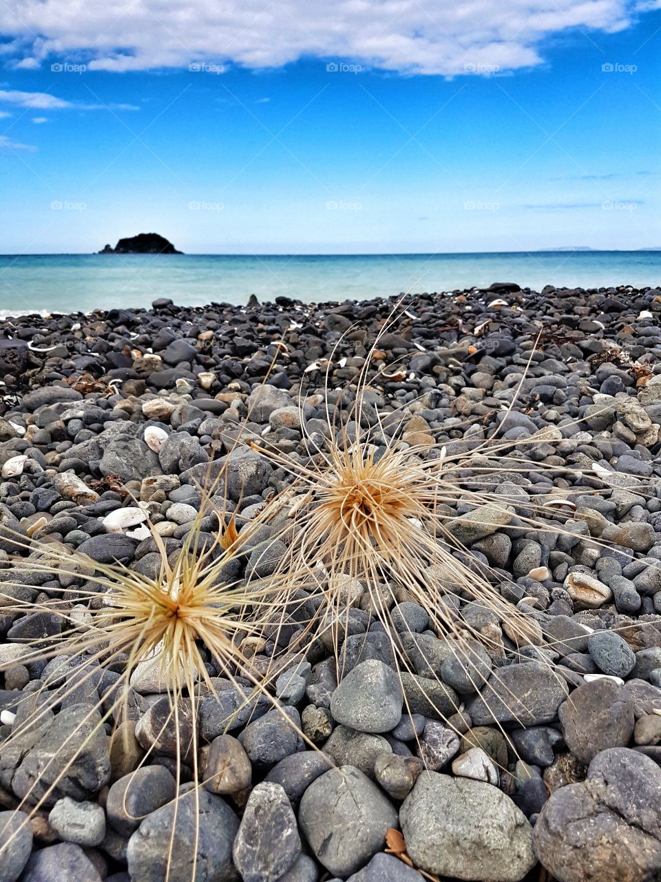 Ocean Beach Bay Cove Summer Water Weather Waves Rocks and Shells close up
