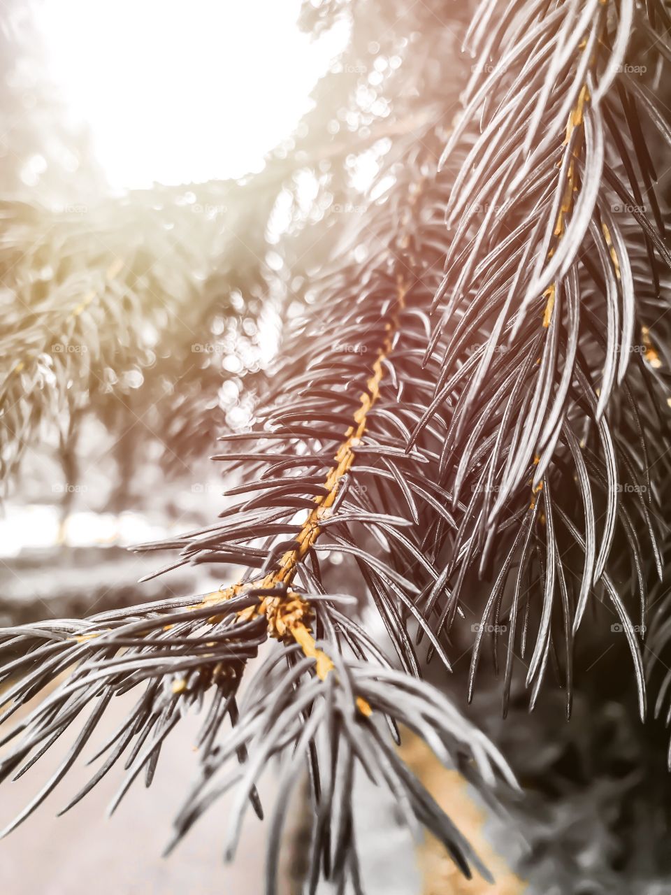 Tinted pine needles 