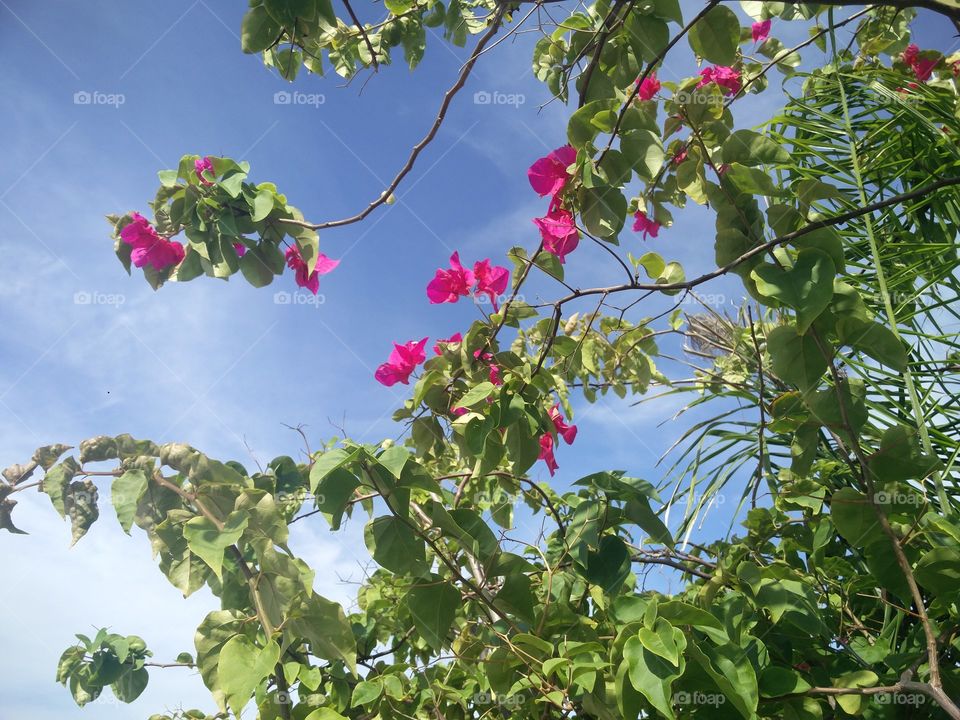 Bougainvillea