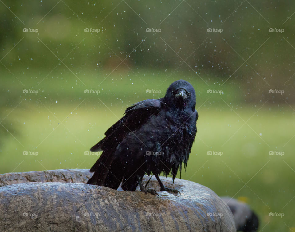 Raven in the rain