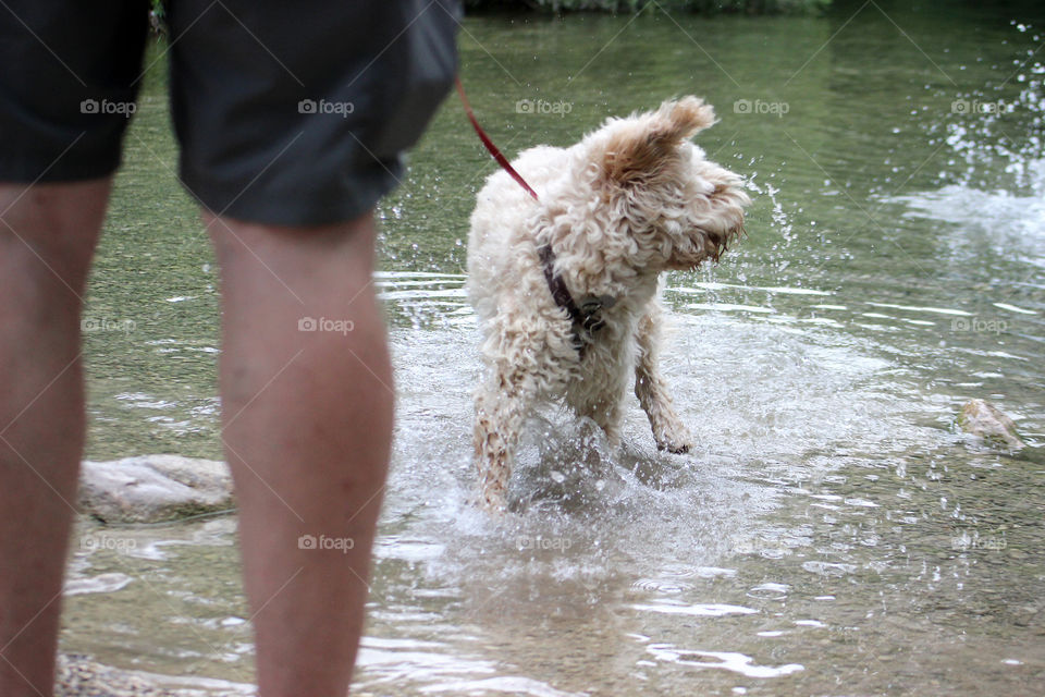 Spring walk with your dog