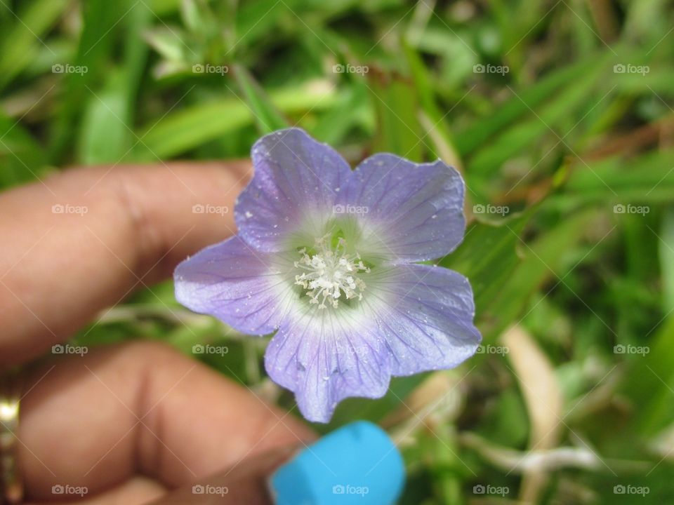 lilac wild flower