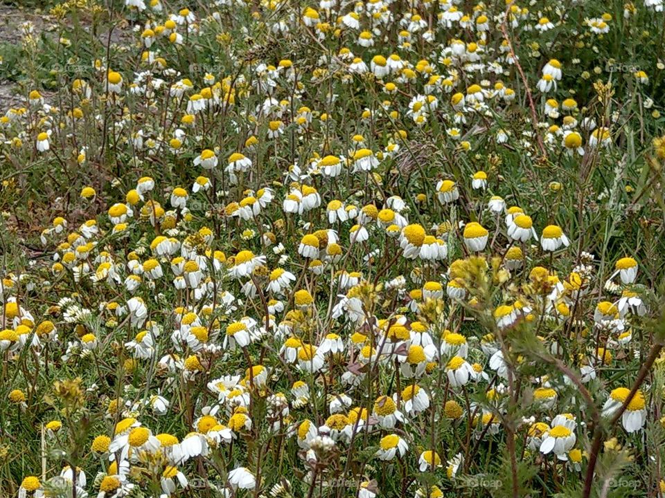 The wild chamomile in spring, they are not fear of cold, their flowers are so lovely and lively that are also a herbal tea.