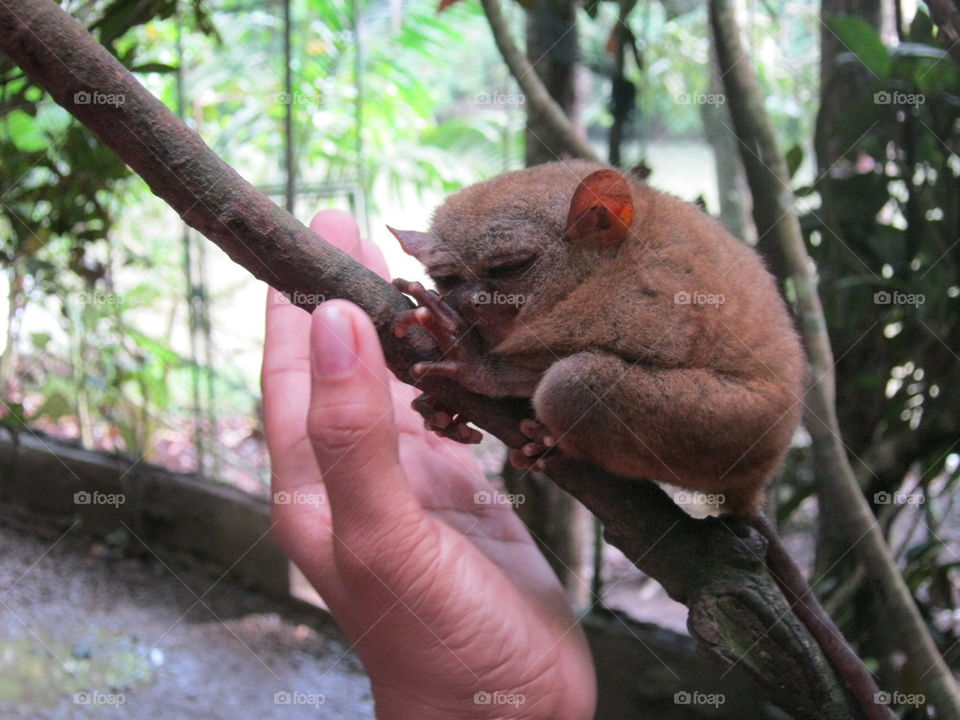 baby tarsier 