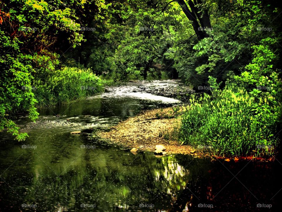 creek flowing through the woods