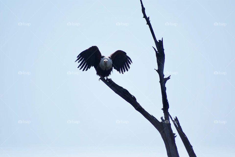 Fishing eagle 