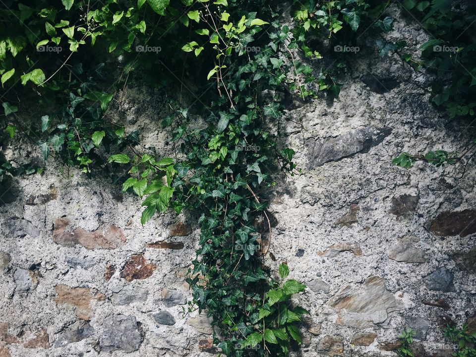 Natural wall art