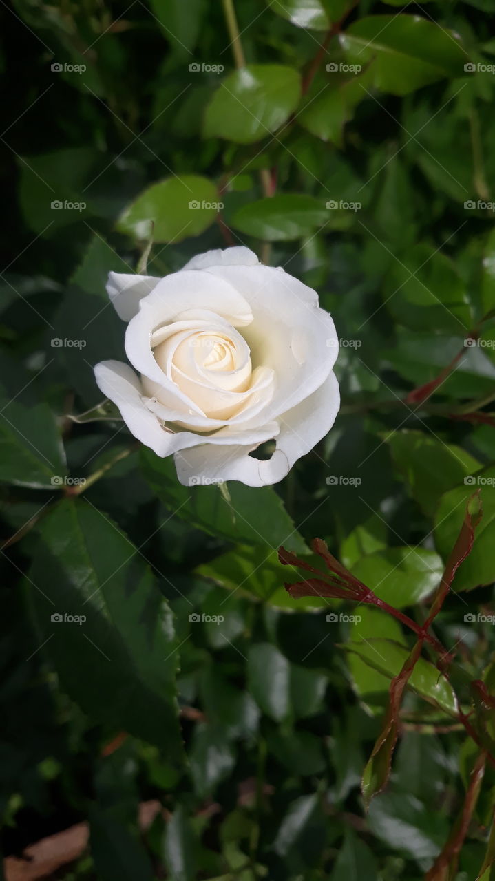 white rose bud gearing up of nature sun and nature