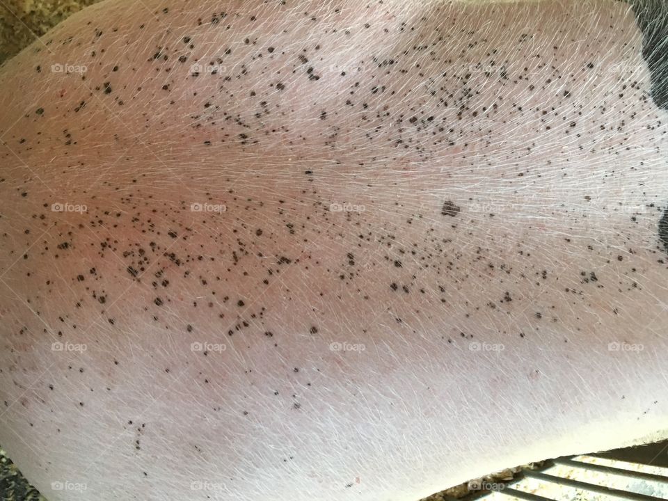 MN State Fair texture