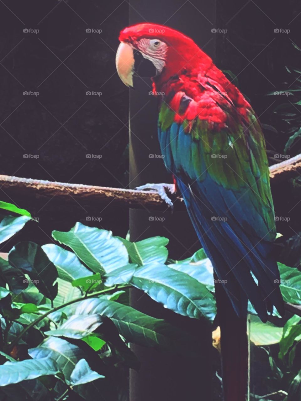 The parrot - Central Park Zoo