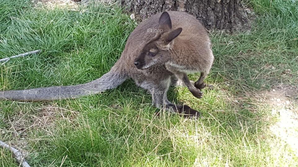 kangaroo