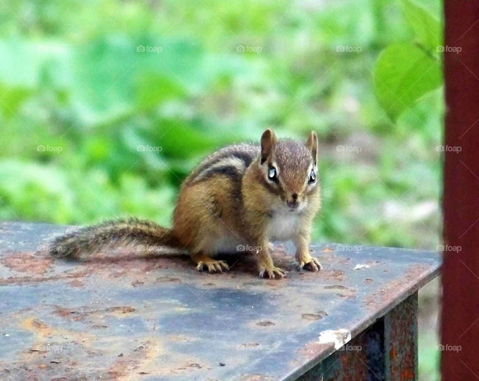 chipmunk in the backyard