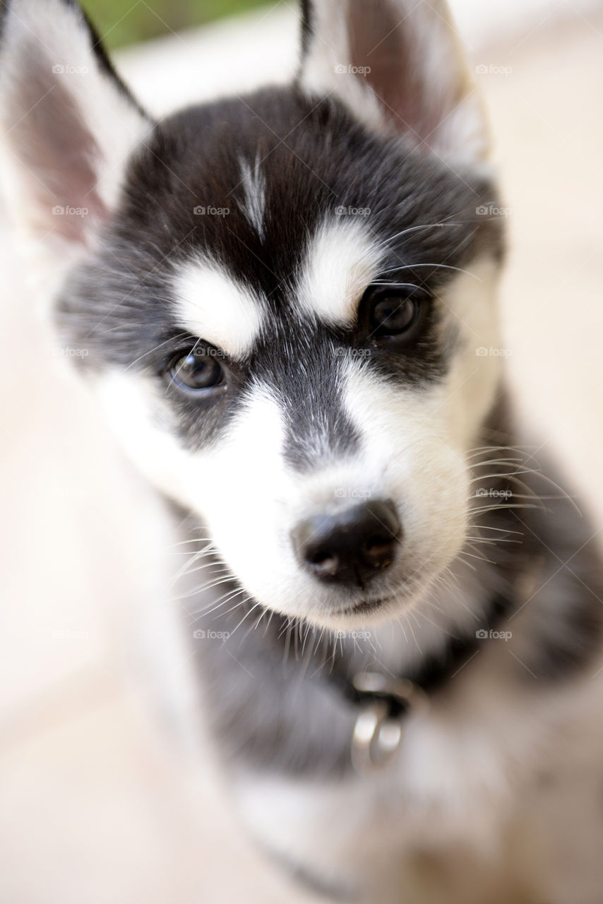 husky puppy