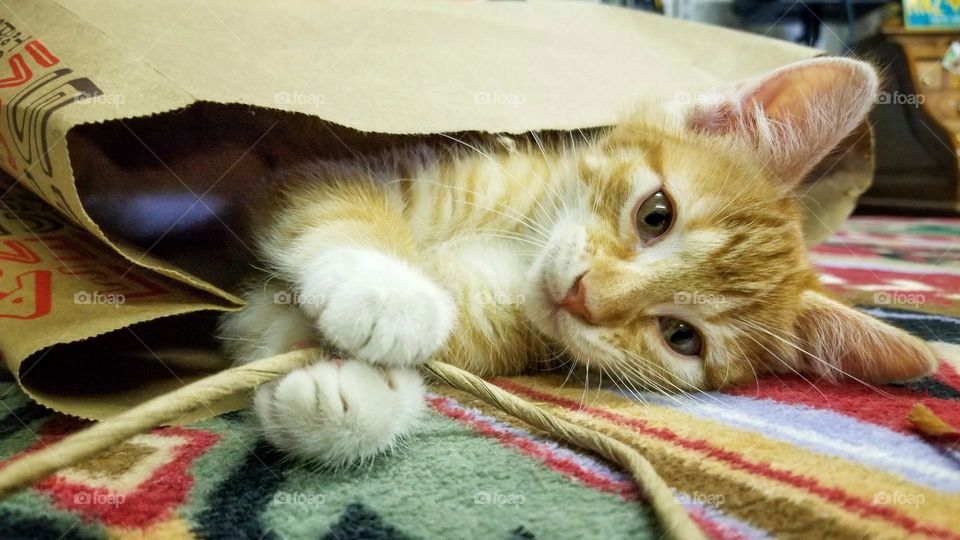 Use Paper Bags Instead of Plastic & they can be reused as a kitty toy! 😻