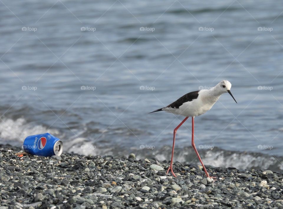 Bird on the beach