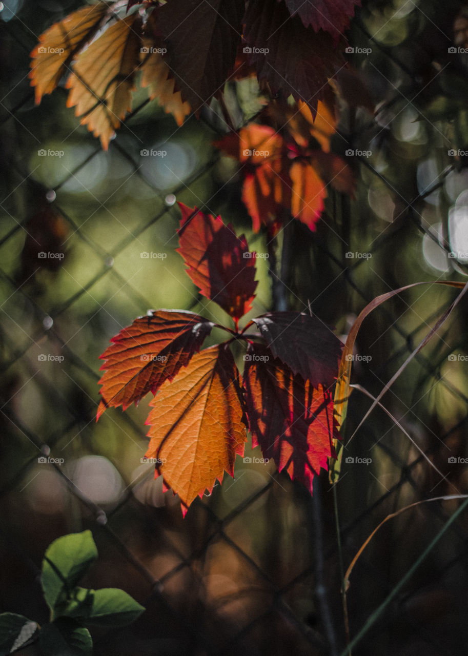 autumn leaves of wild grapes