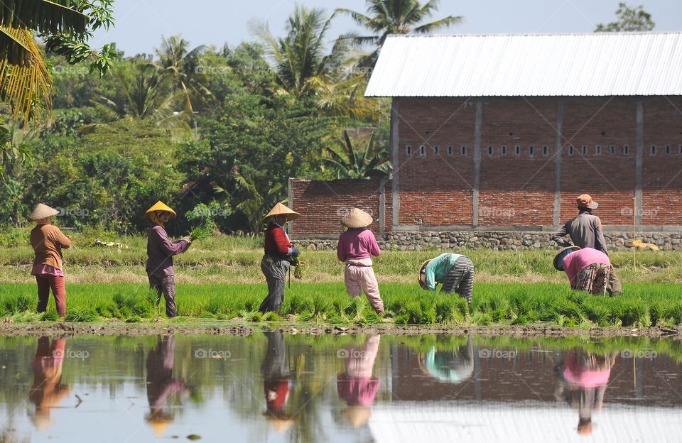 Paddy plant replant . Seasonable activities after the times for treatment that's soil - ground coming . The farmer's got harvest to cut the mature of paddies . Area's resting treatment to fertylize , irrigation water well , doing to replant the paddy