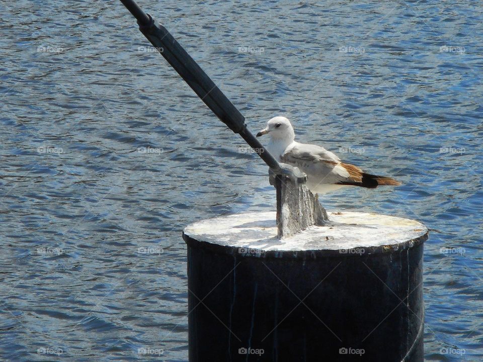 A bird stands on a structure in the lake and looks around at Cranes Roost Park in Altamonte Springs, Florida.