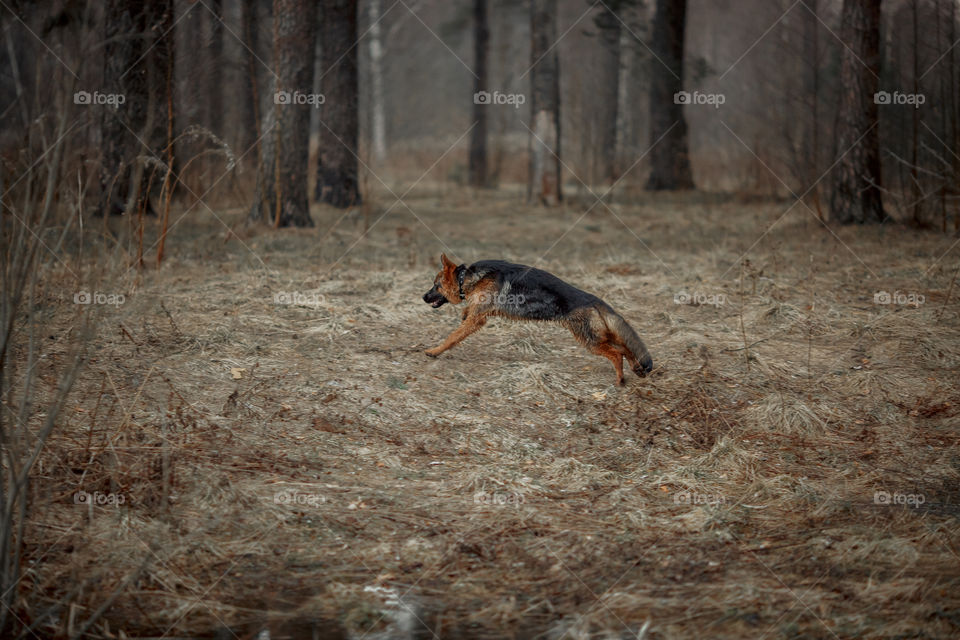 German shepherd young male dog walking outdoor at spring day