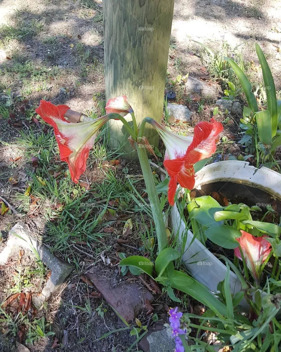 Spring in the air 