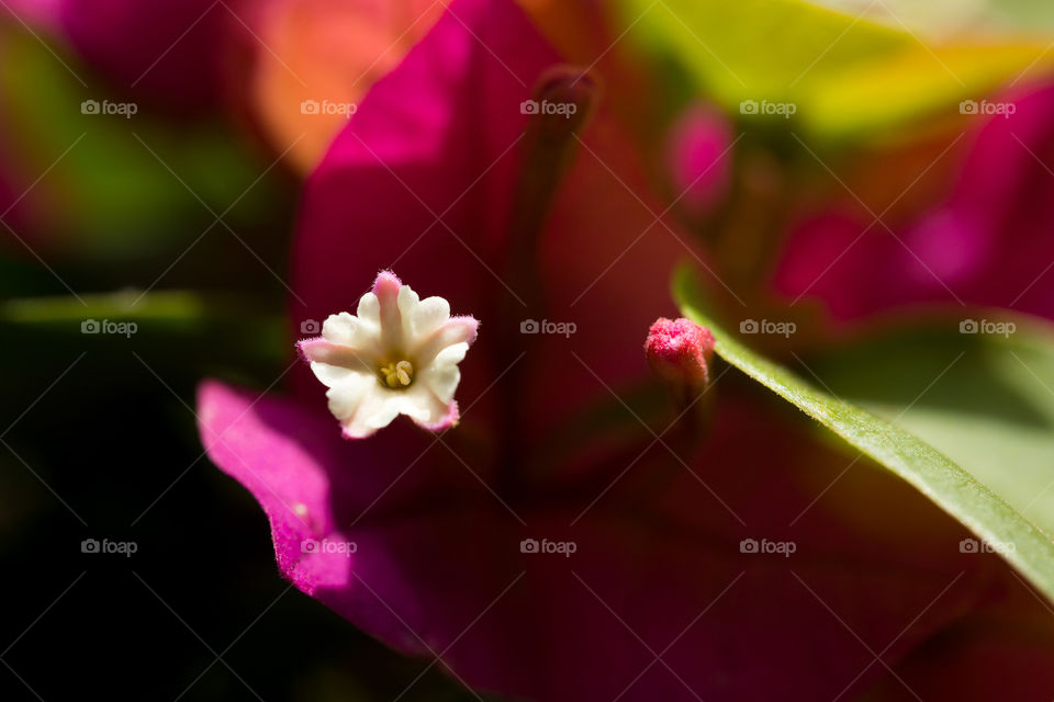 Zoomed in - a closeup of the tiny flower inside a bougainvillea flower, showing tiny details