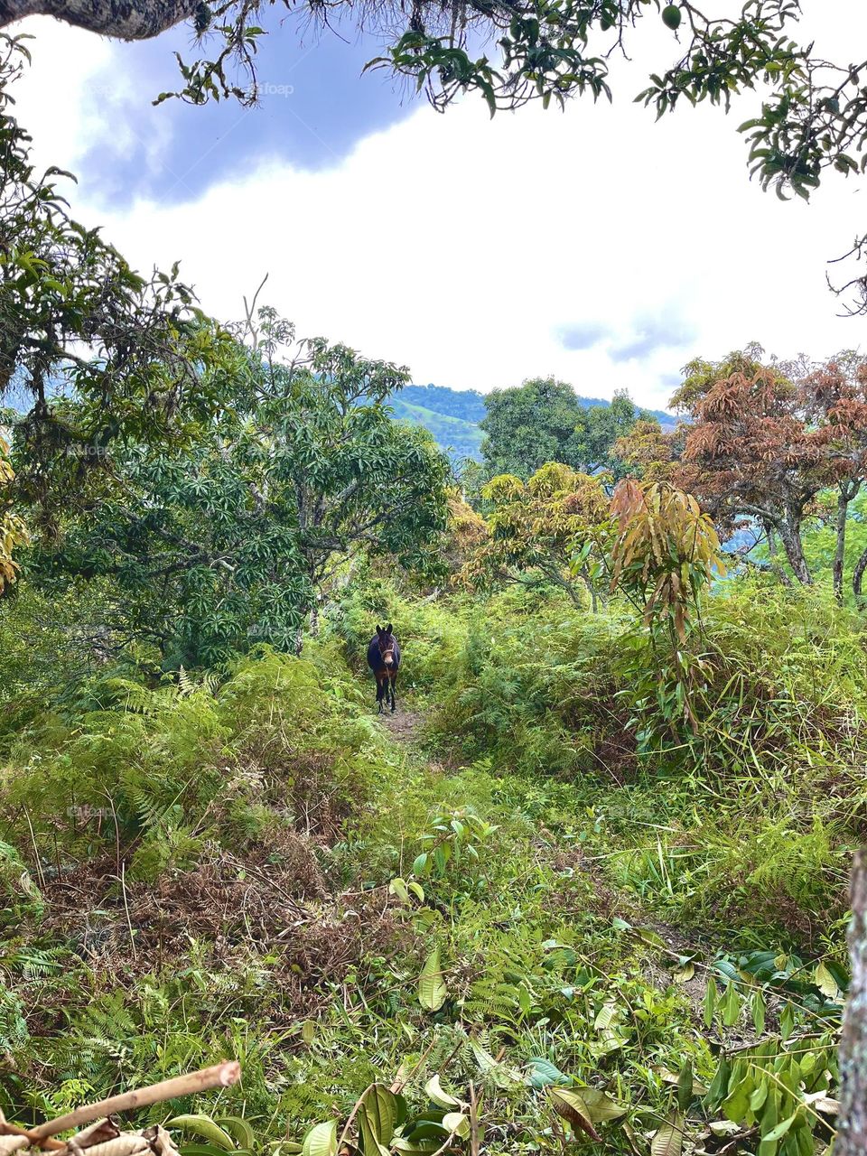 A donky on the forest 