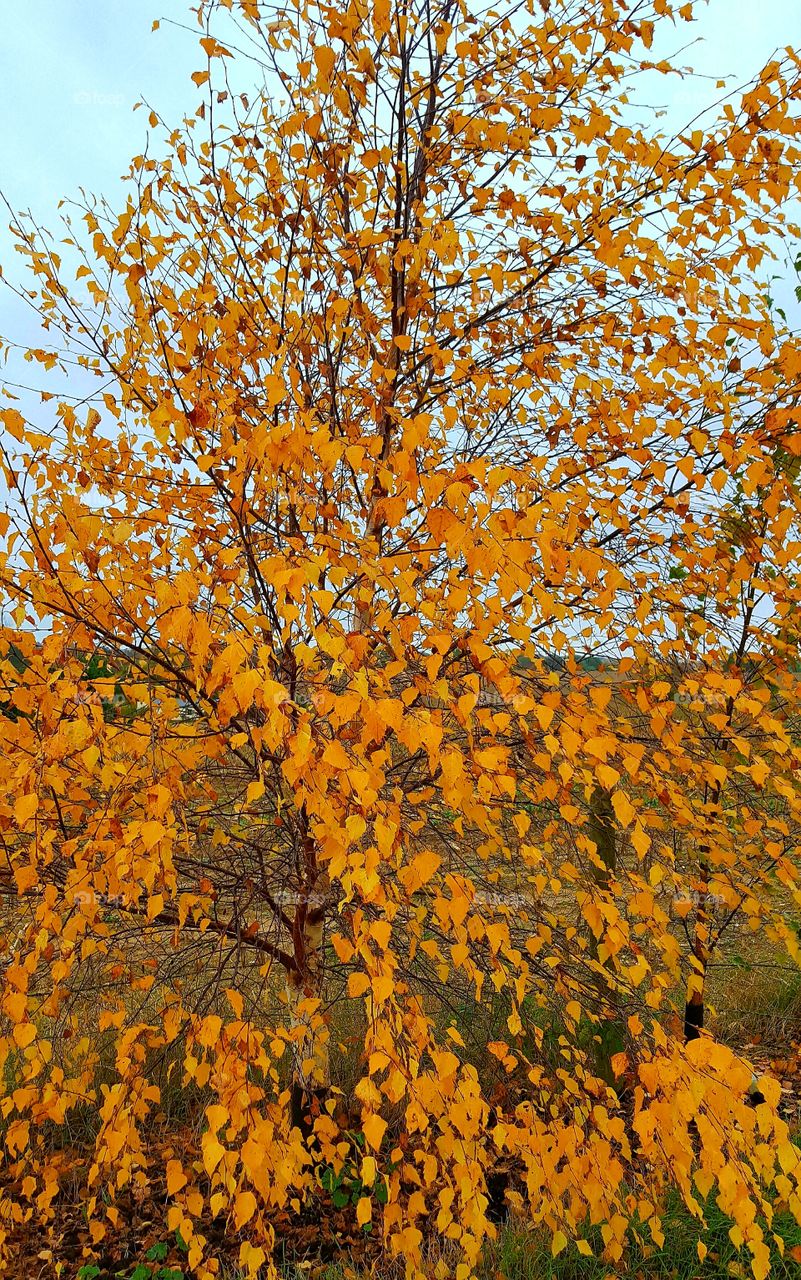 Autumn Tree