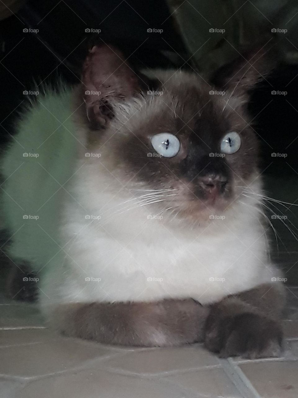 Cats are carnivorous animals, but many like to keep them because they have a nice coat color and are easy to play with.