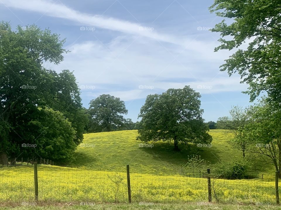 Beautiful spring with flowers and a blue skies over farm field