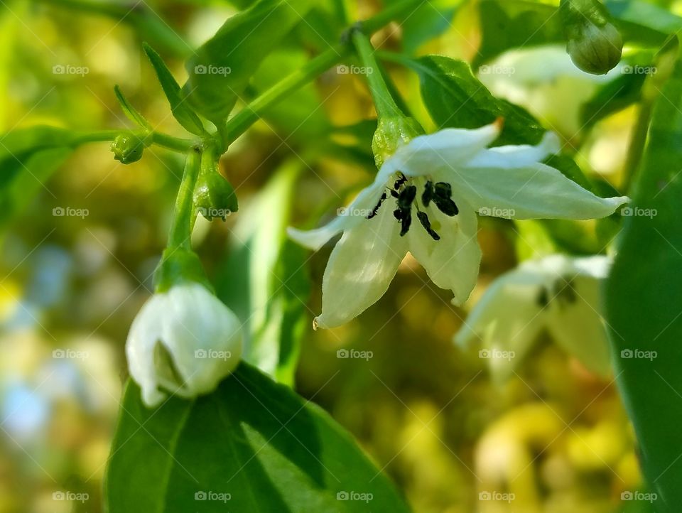 jalapeño flowers