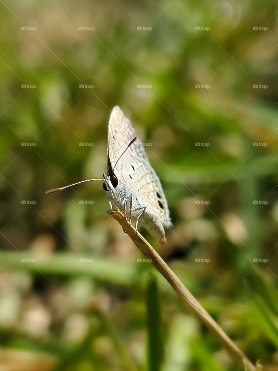 Ceraunus Blue Butterfly (Hemiargus ceraunus)