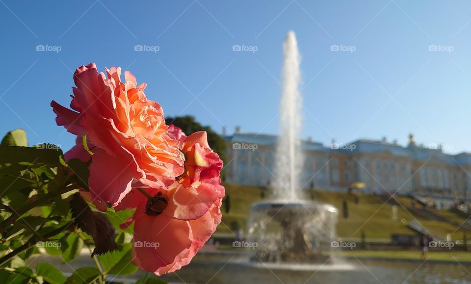 Roses🌹 Fontaine ⛲ Building 🏢