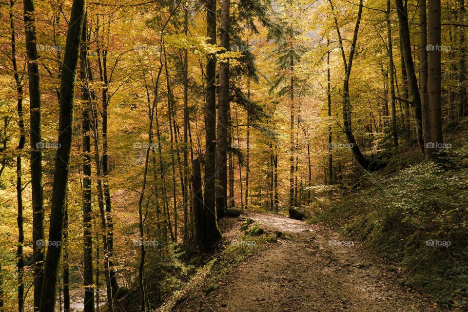 Golden forest walks