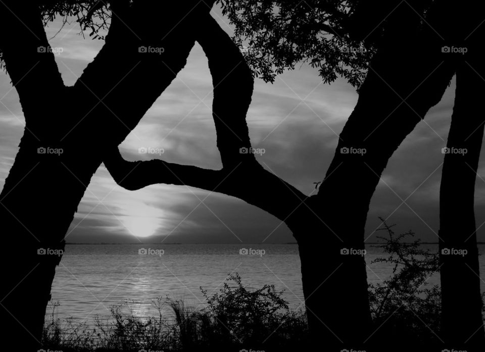 Silhouette of trees at lake during sunset