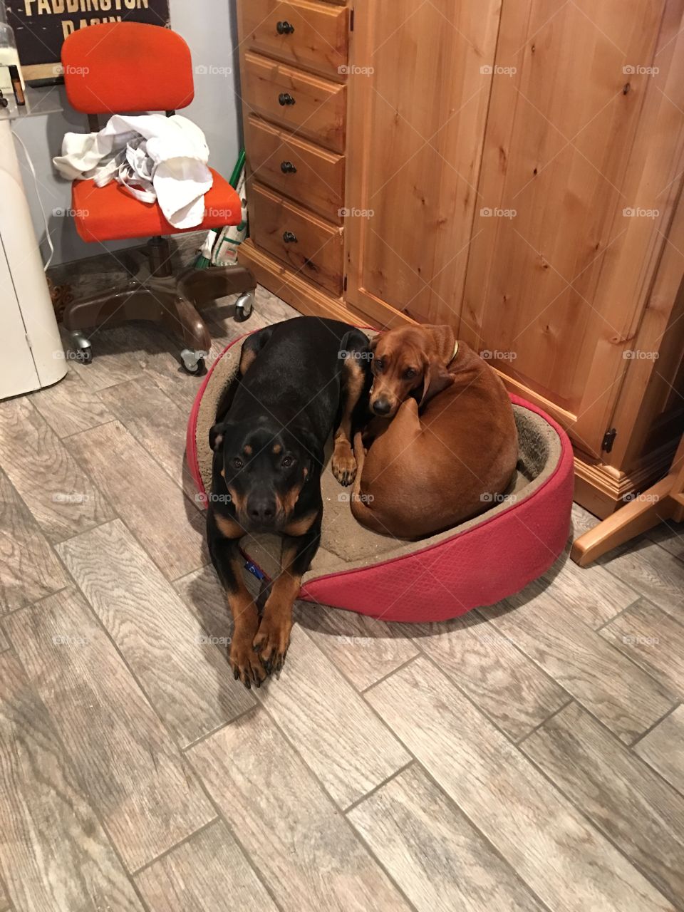 Coon hound and Rottweiler sharing a bed. 