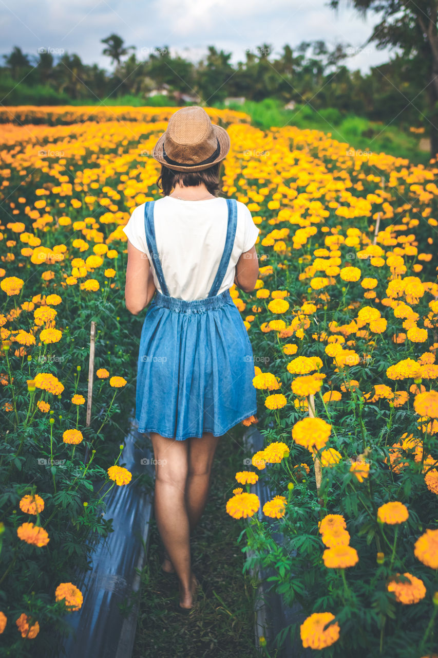 Marigold fields, Bali island.