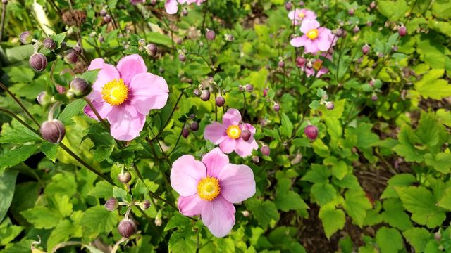 Pink fragaria