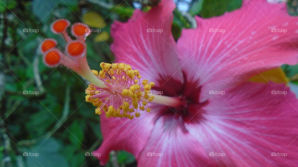 NATURE FLOWER GARDEN HIBISCUS