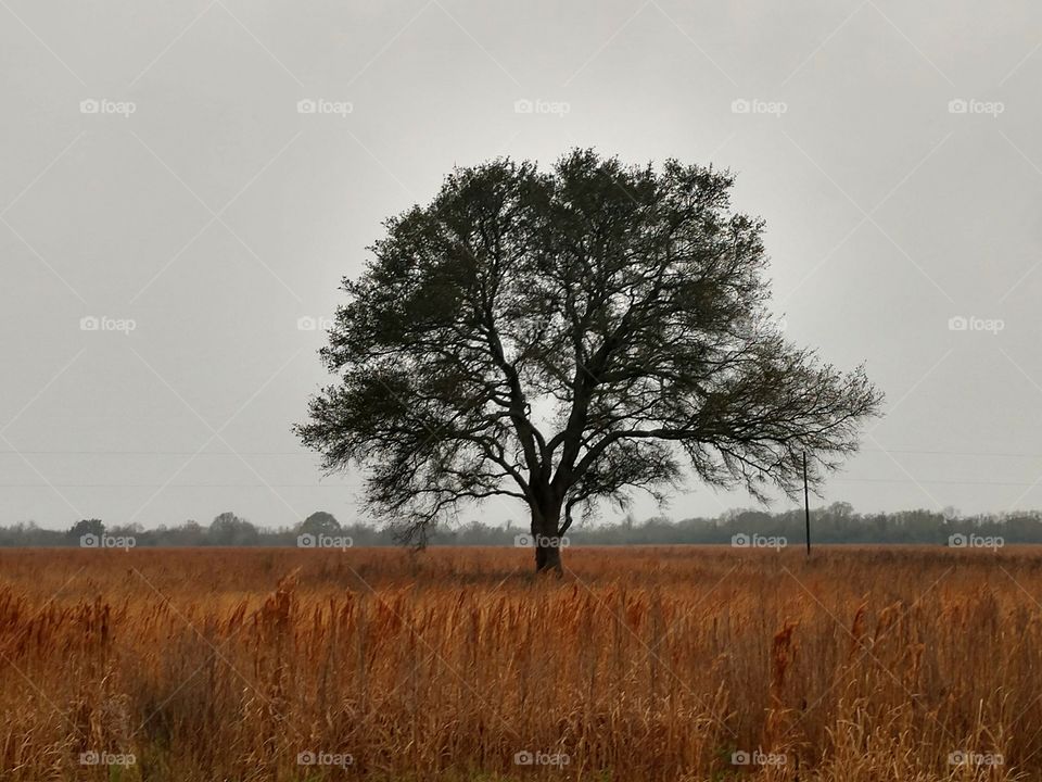 Lone tree