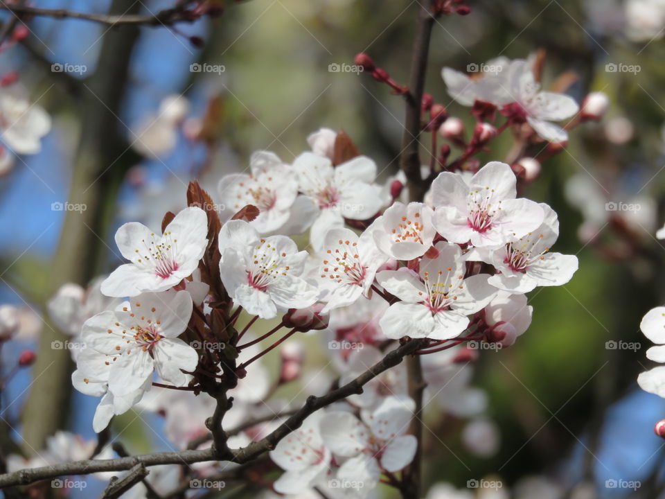 Spring blossom