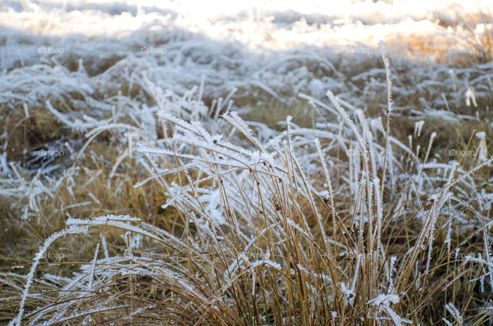 Frosty Marvels:Nature's Ice Artistry